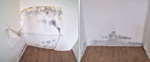 Mold Removal and Inspection in Greenwood, LA